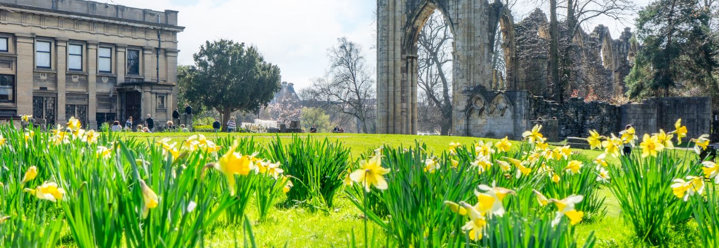 Museum_Gardens_Daffodills