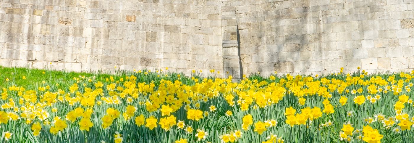 York_Walls_Daffodills